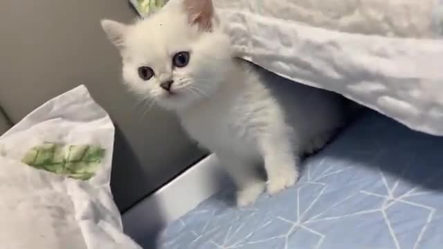 cute cat