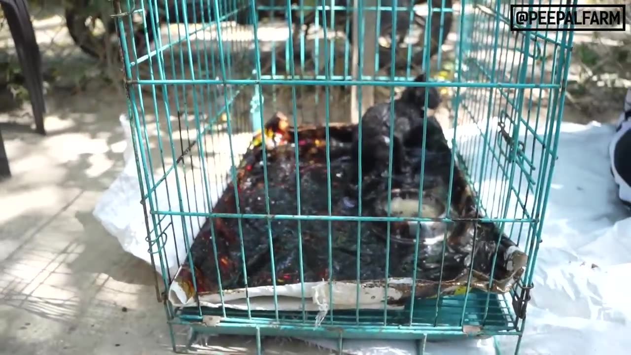 Saving a cat and kittens trapped in tarcoal & Pitbull showing symptoms of a deadly disease