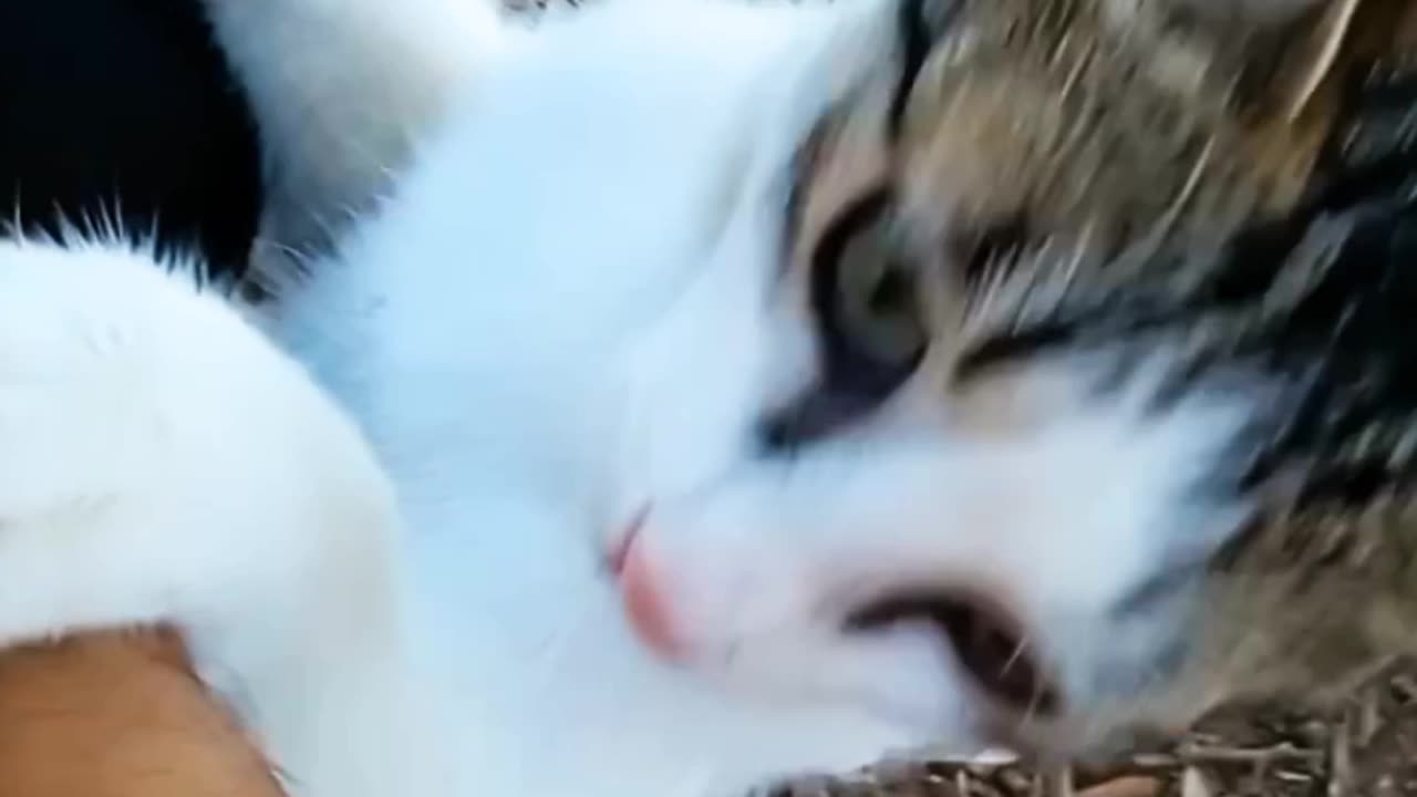 Mimi قطتي