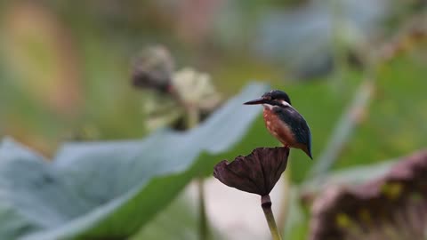 King Fisher