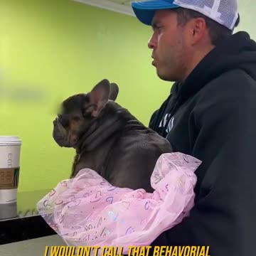 MALE DOG FEELS LIKE A GIRL! HAPPY SUNDAY