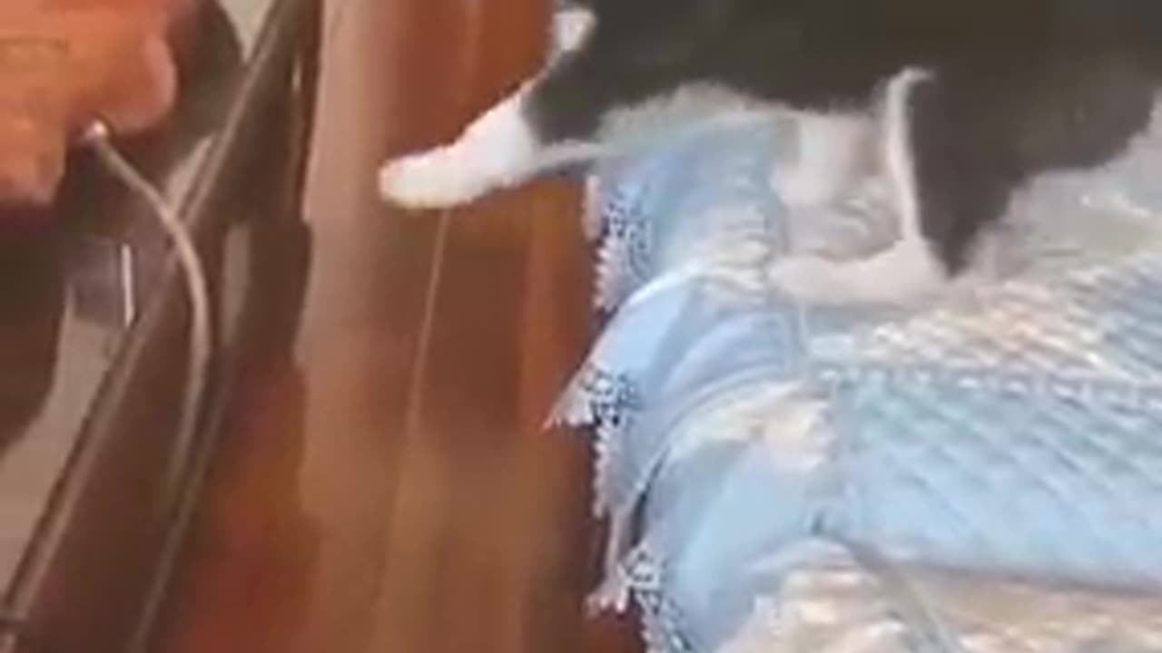 Funniest_Animals_cat & DOGS_Videos_Will_Make_You_Laugh_#10_-_Funny_Animal_Videos