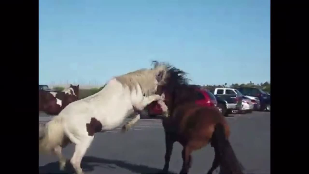 horse Fight