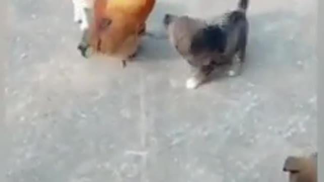 Chicken vs dog fight_ _funny dog fight video