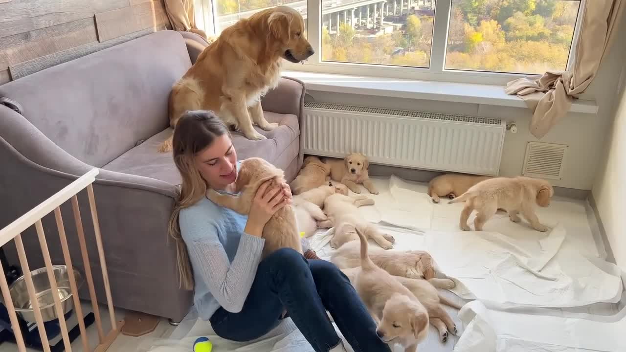 Golden Retriever Dad Babysits His Puppies