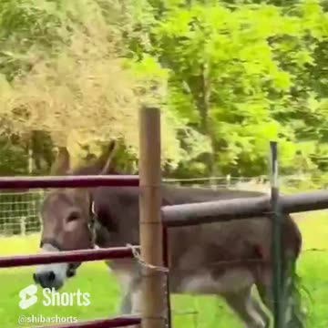 Who's faster Donkey or Husky ?