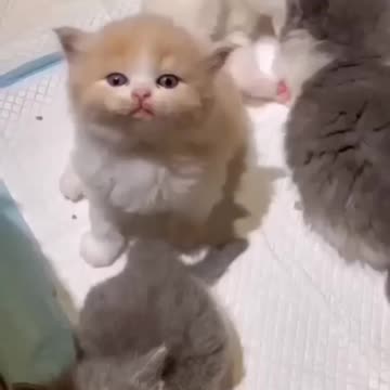 So cute kitten