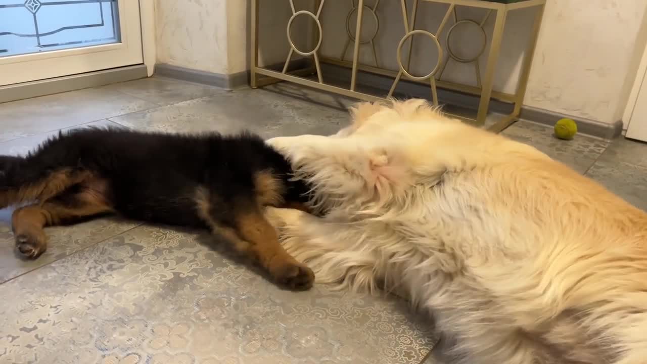 Golden Retriever Attacked by German Shepherd Puppy