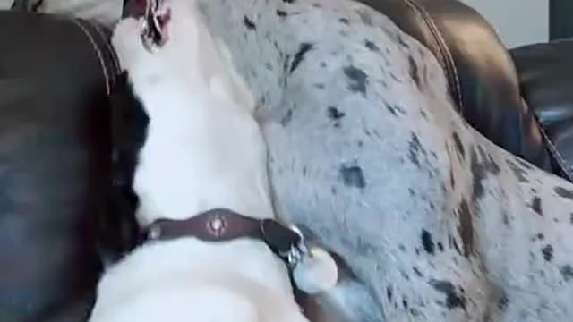 Two cute dogs are having fun with each other, Viralchannel All cute dogs video