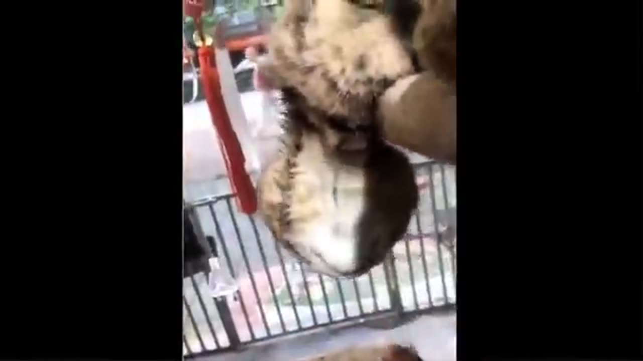 Funniest animals