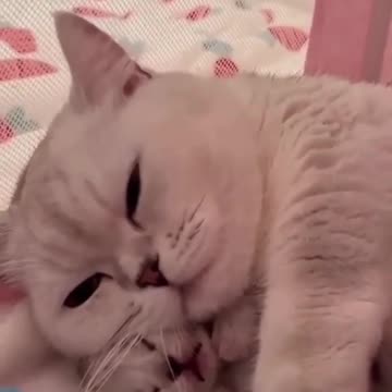 Try not to laugh. Cute pets