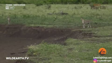 Crocodile Catches Cheetah