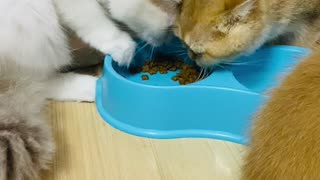 Hungry Kitty Hogs the Food Bowl