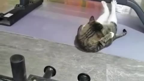 Sportcat Cat in gym