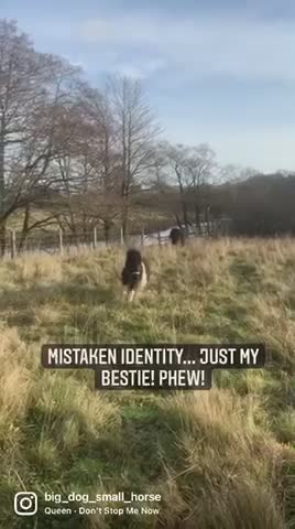 Shetland pony thinks his best friend is a predator