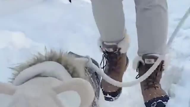 Lovely dogs