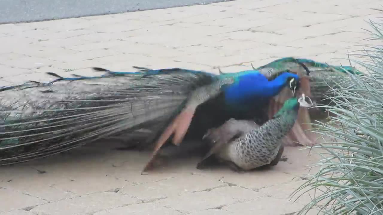 Peacock mateing