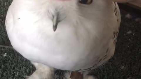Cute snow owl