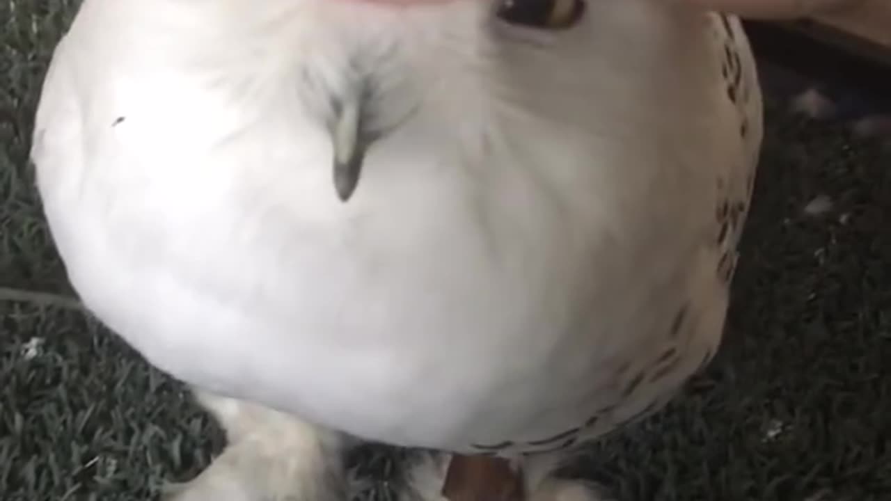 Cute snow owl
