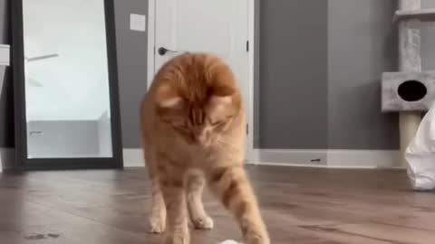 Leaving My Cat Alone w_ Ice Ball