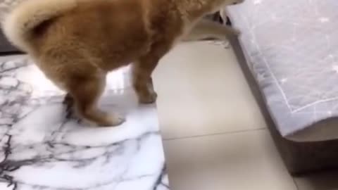 funny moments with animals 13