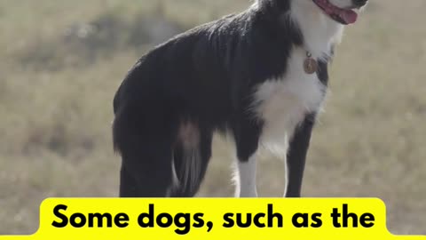 Exceptional Intelligence and Problem-Solving Abilities of Australian Cattle Dogs and Border Collies