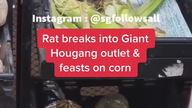 Rat breaks into GiantHougang outlet &feasts on corn