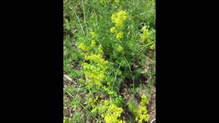 Over the Centuries Bedstraw July 2021