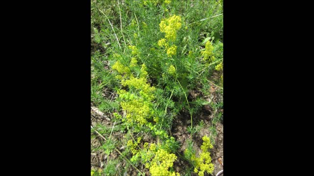 Over the Centuries Bedstraw July 2021