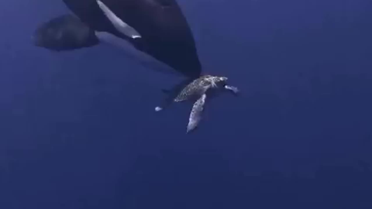 Orcas hunting a sea turtle 🤯🌊