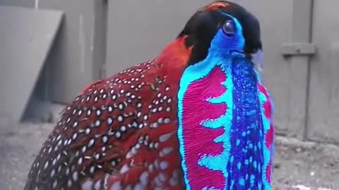 Bird of the week Westoren tragopan state bird of himachal pradhes