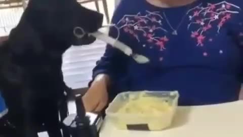 Awe Dog😘 Feeding Disabled Owner
