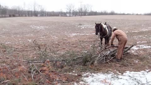 Avi - Stand-Stay then Dally and Drag - 25 Feb 2023