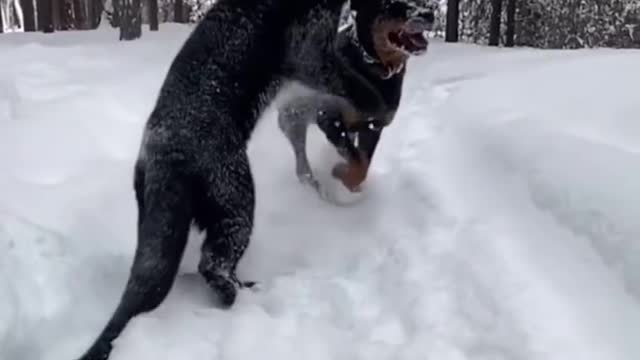 panther and dog are best friends ❤❤