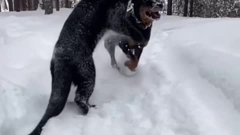 panther and dog are best friends ❤❤