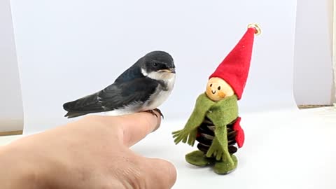 Swallow Bird Animal Tame Hand Perched