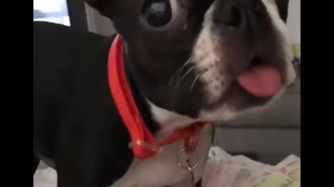 Super Moving Tongue