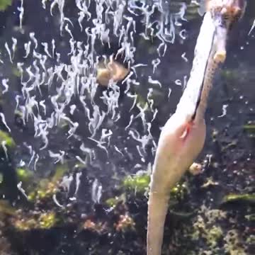 seahorse gives birth