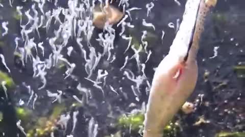 seahorse gives birth