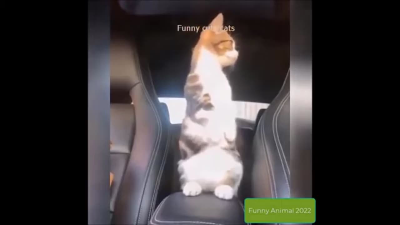 Relaxing Moments 2024's Most Entertaining Cat Videos