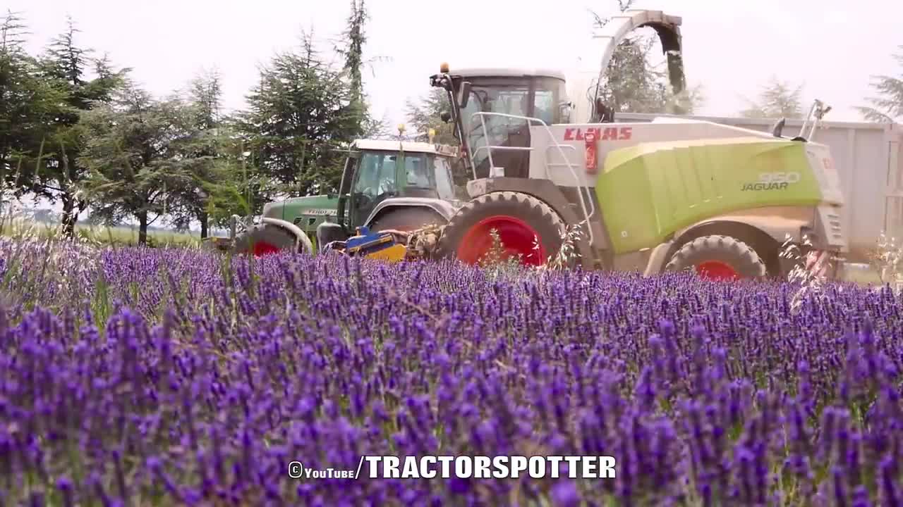 Lavender Harvest & Oil Distillation | Valensole - Provence - France 🇫🇷| large and small scale