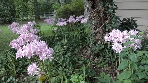 Pretty Flowers! What?? Turn UP the VOLUME! Short but, Wow!