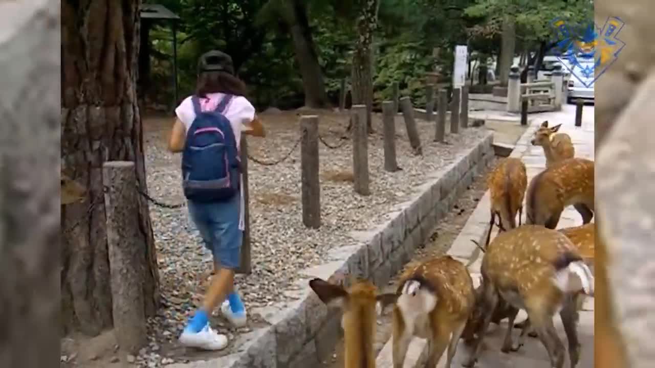 Funny animal attack. 99% try very hard to not laugh