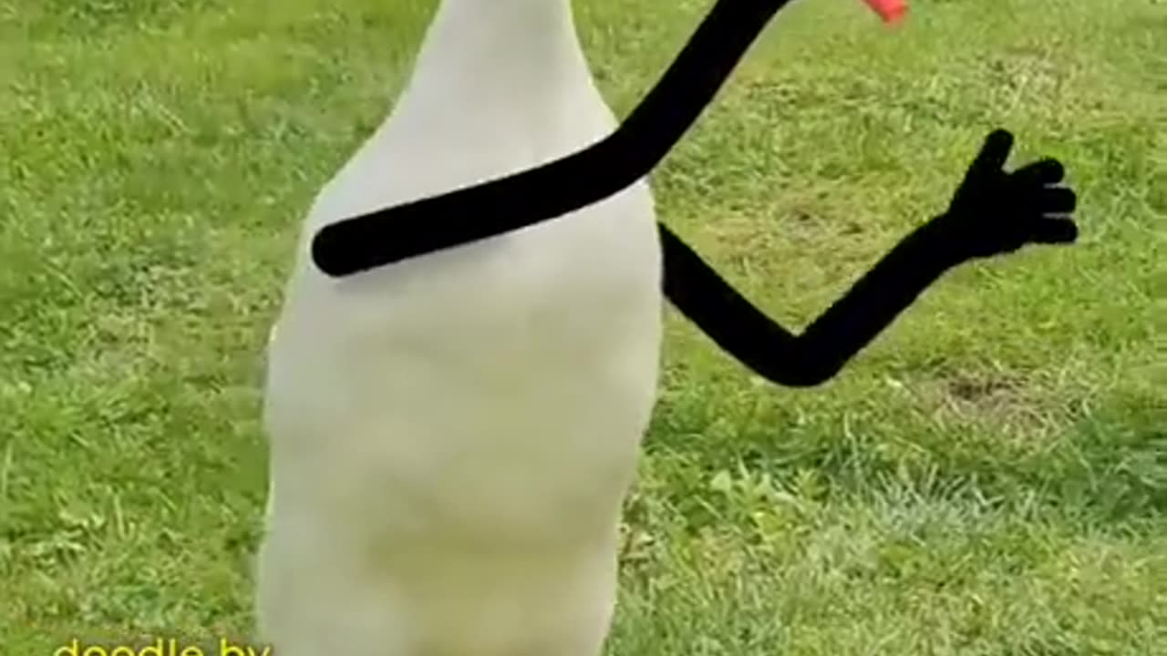 Duck
