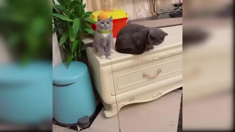 Cutest Cats you ever seen 😍 , funny 🤣 and lovely🥰 cats you never watched