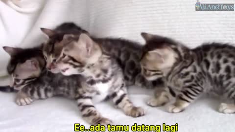 Cat funny blog video kids