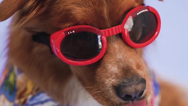 Funny dog video