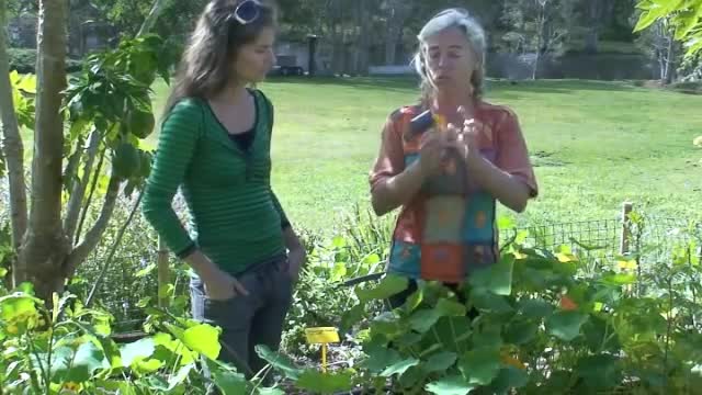 The microgreen nasturtium leaves are packed with nutrition,