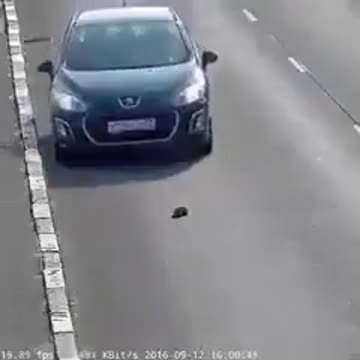 Puppy fell on the highway.
