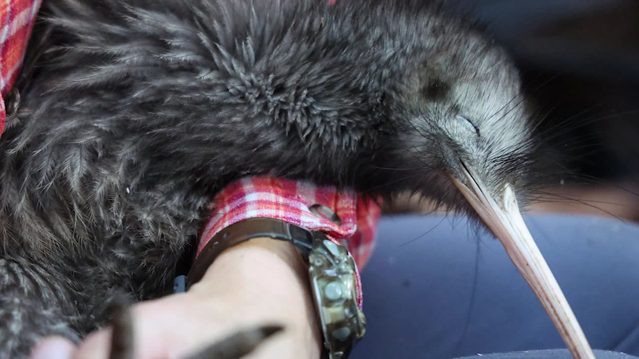 New Zealand ramps up efforts to save its national bird, the Kiwi